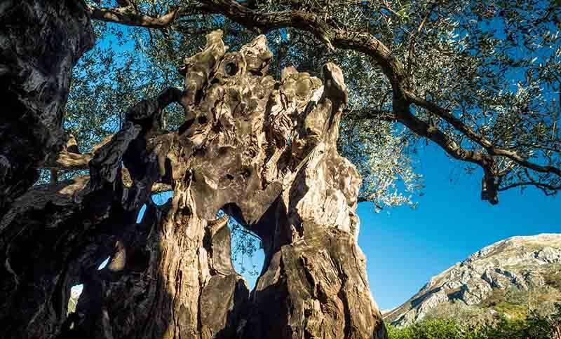 old olive tree in BAr Montenegro