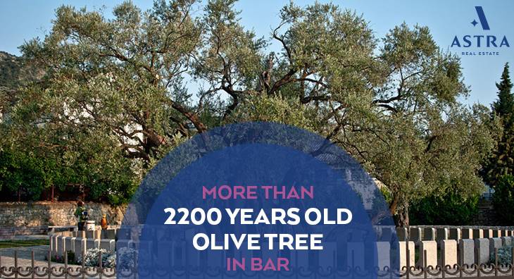 Old Olive Tree in Bar Montenegro: A Nature Lovers Paradise