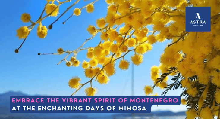 Embrace the vibrant spirit of Montenegro at the enchanting Day of Mimosa