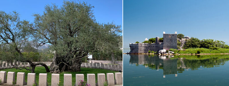 old olive tree in bar and skadar lake bar montenegro astra real estate