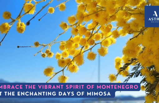 Embrace the vibrant spirit of Montenegro at the enchanting Day of Mimosa