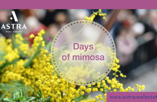 Mimosa days festival in Herceg Novi in Montenegro